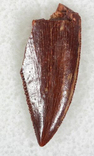 Serrated Raptor Tooth From Morocco - #22995